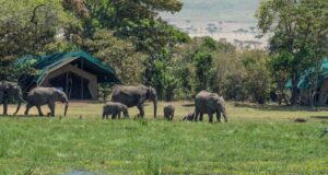 5 days Kenya wildlife safaris