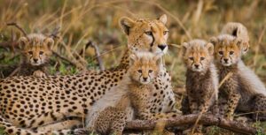 akagera national park safari guide