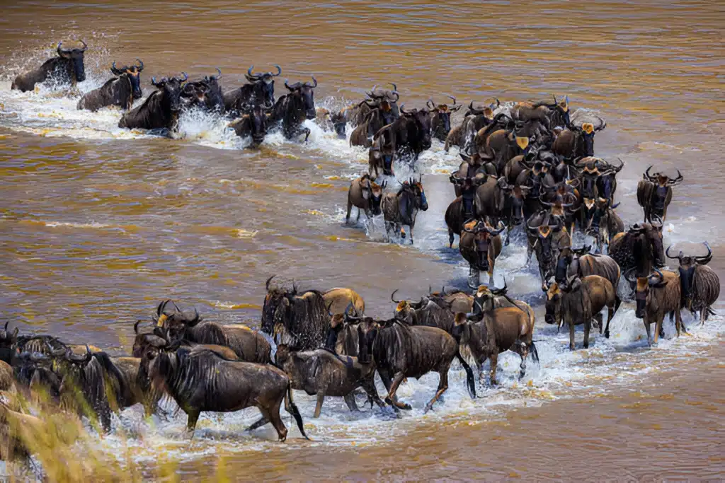 5 Days Masai Mara great Migration