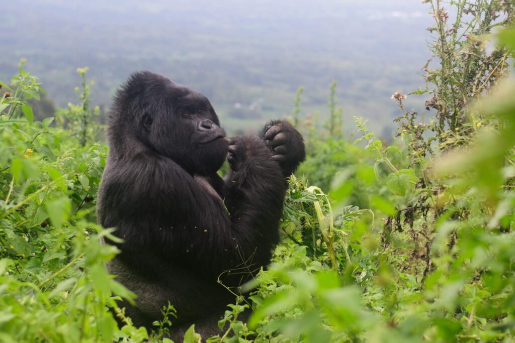 6 days gorilla trekking & wildlife tour in Uganda