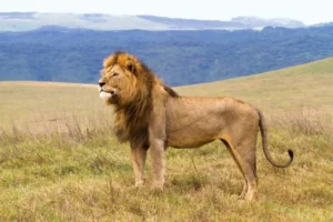 the king of the jungle on east african safari