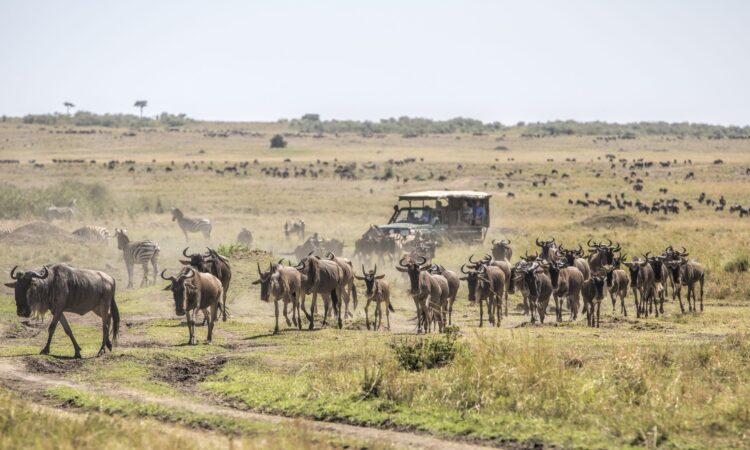 Masai Mara National Reserve