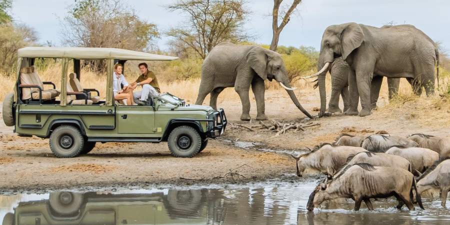 elephant in Tarangire national park on tanzania safari