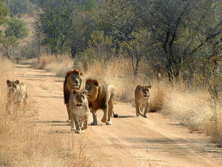 Mikumi National Park