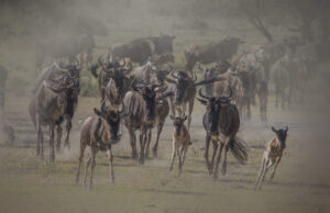 maasai mara great migration safari