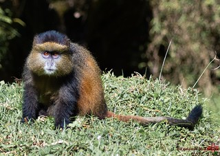 Golden monkey trekking in Rwanda